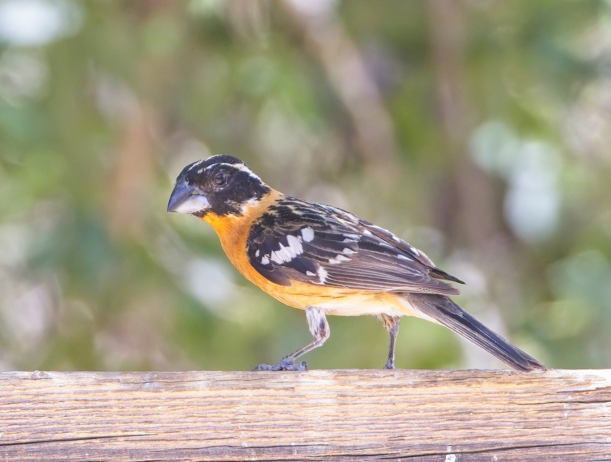 Black-headed Grosbeak - ML638359033
