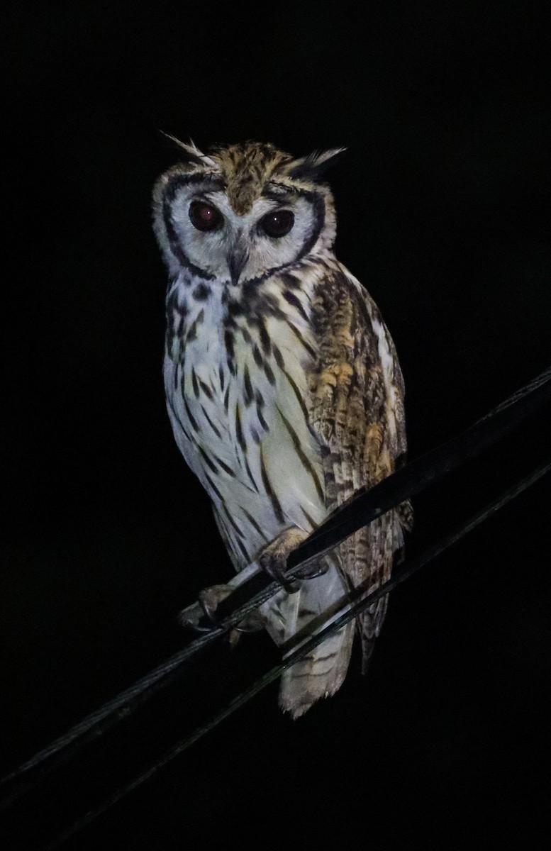 Striped Owl - ML638359034