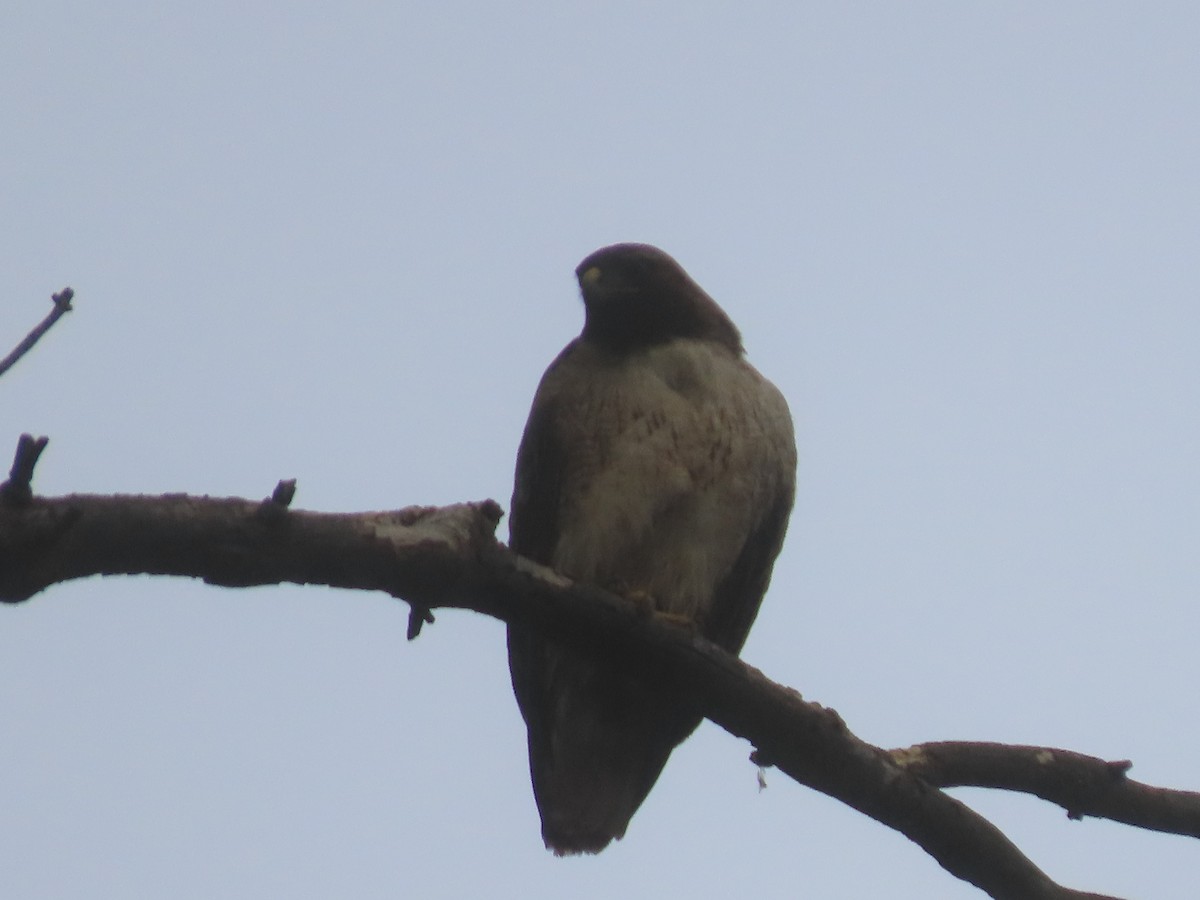 Zapelatz buztangorria - ML638359036