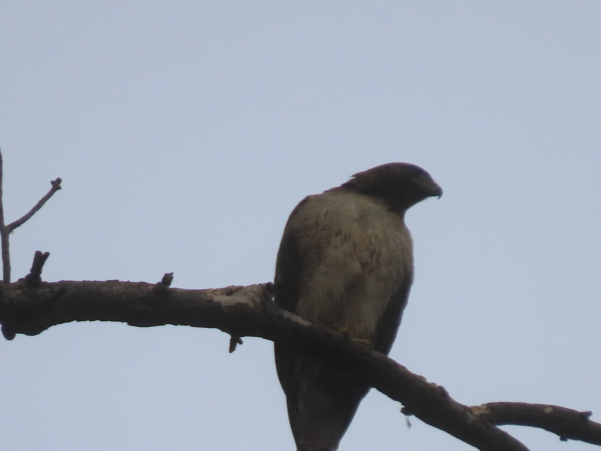Zapelatz buztangorria - ML638359037