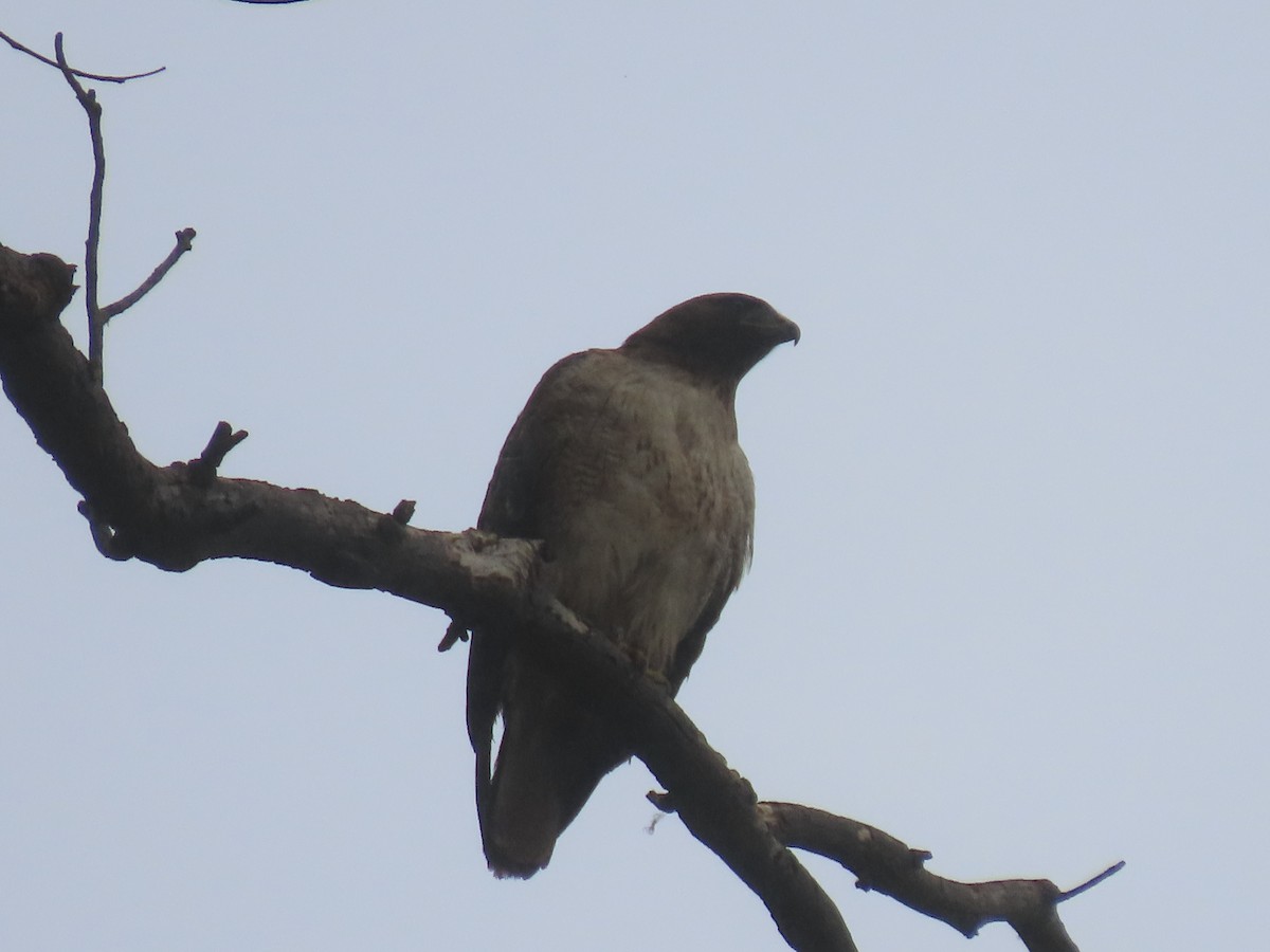 Zapelatz buztangorria - ML638359039