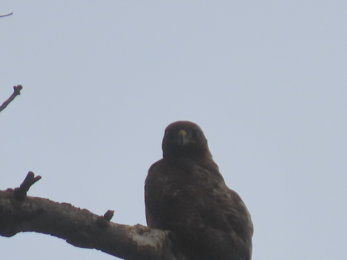 Zapelatz buztangorria - ML638359041