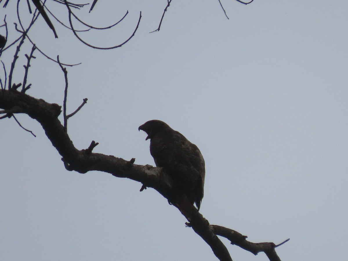 Zapelatz buztangorria - ML638359042