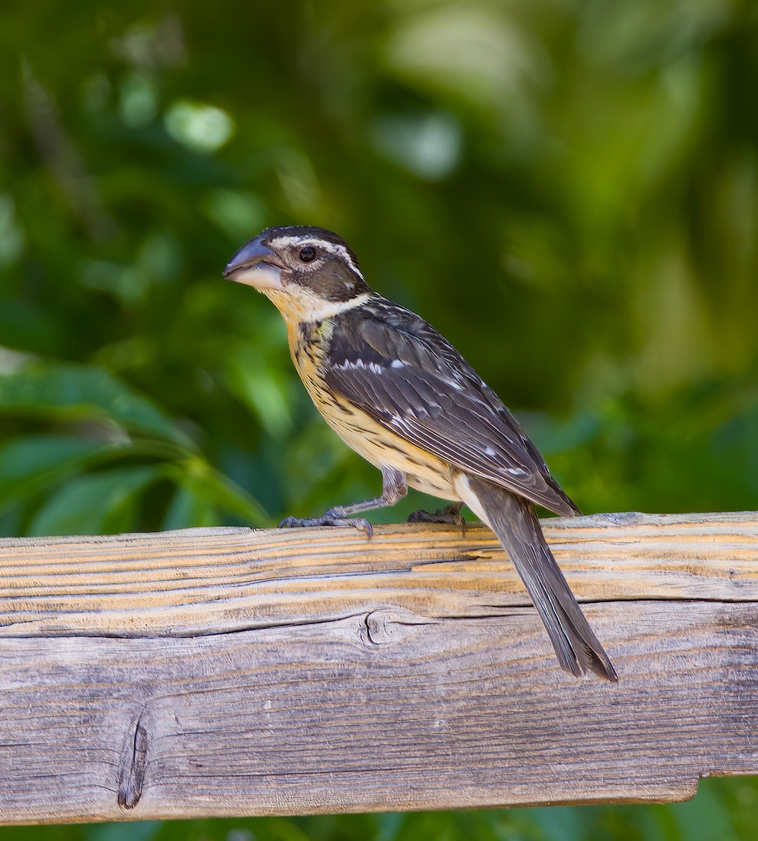 Black-headed Grosbeak - ML638359046