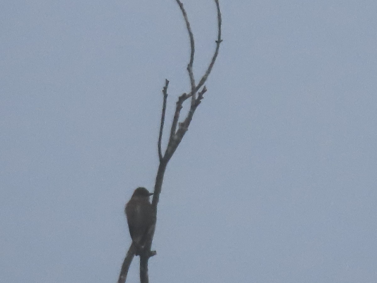 jakkepivi - ML638359061
