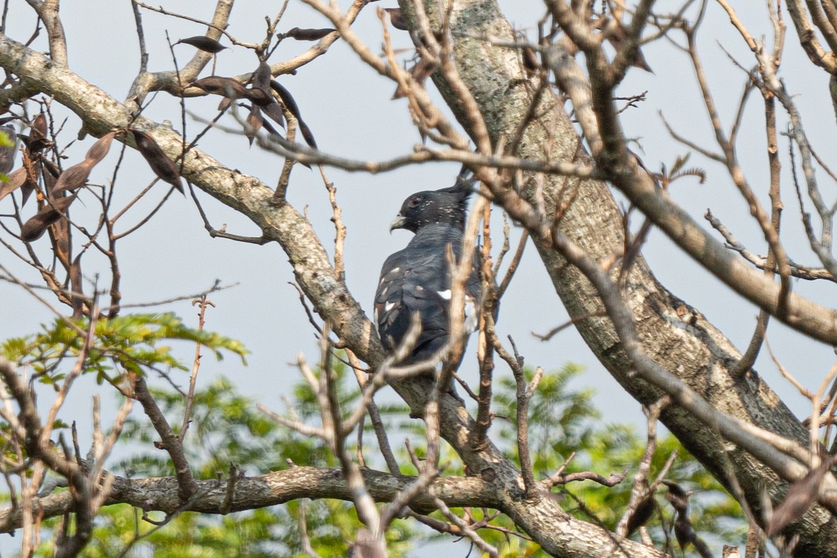 Black Baza - ML638359072