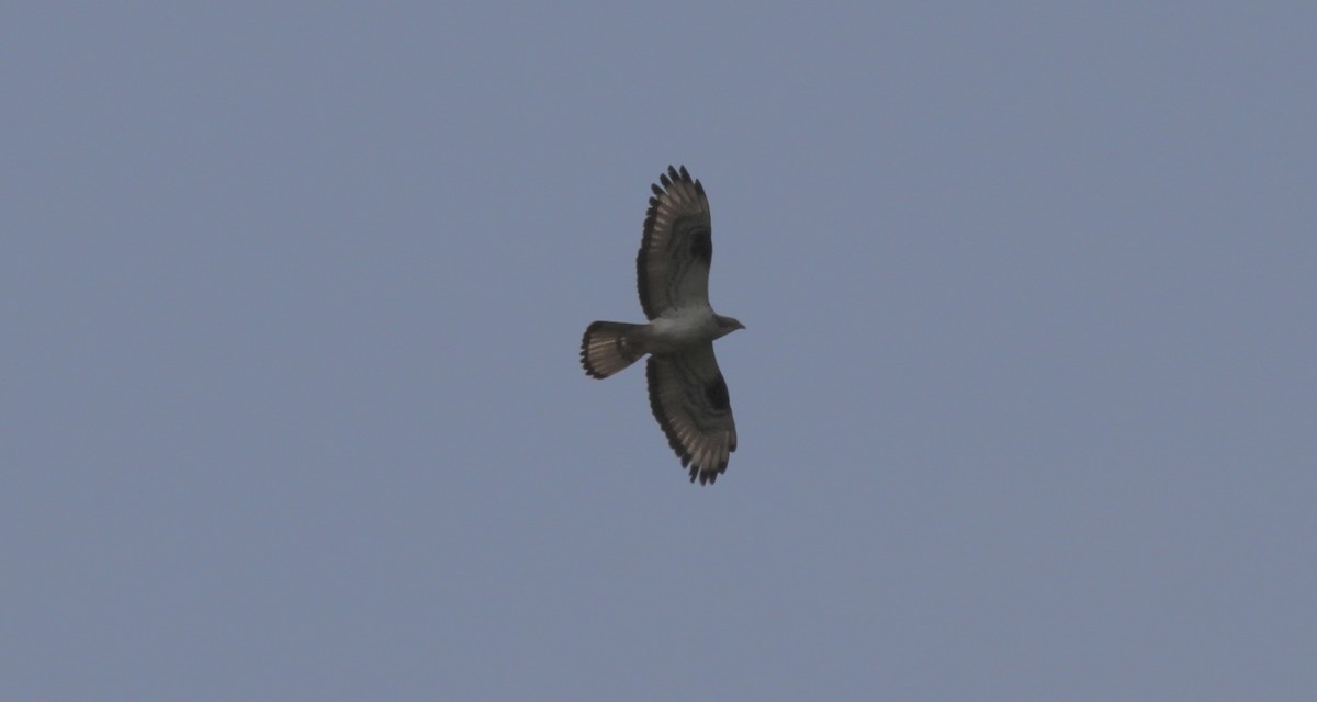 Балч гоорбис - ML638359074