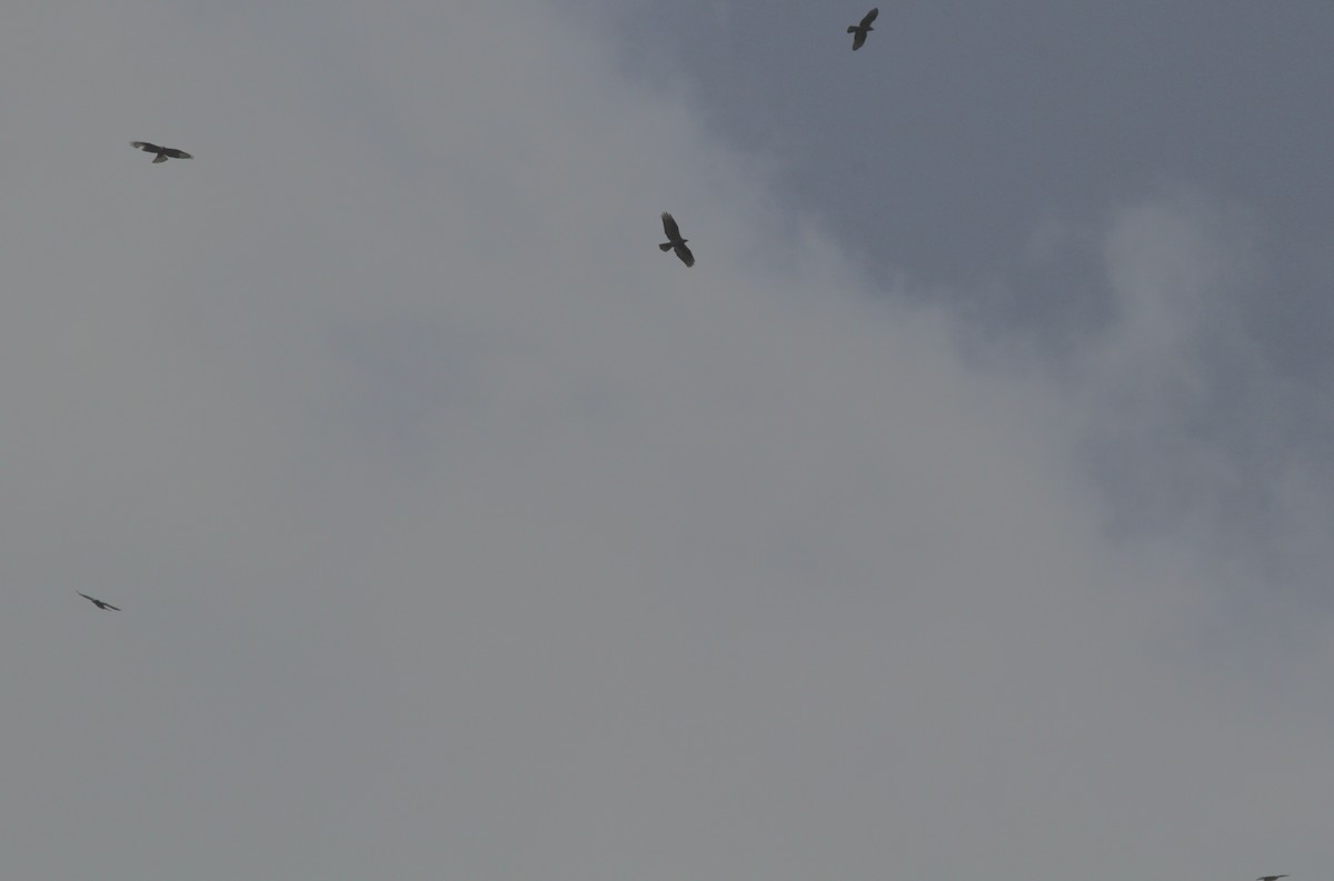 Балч гоорбис - ML638359084