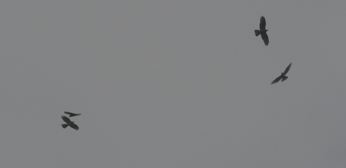 Балч гоорбис - ML638359093