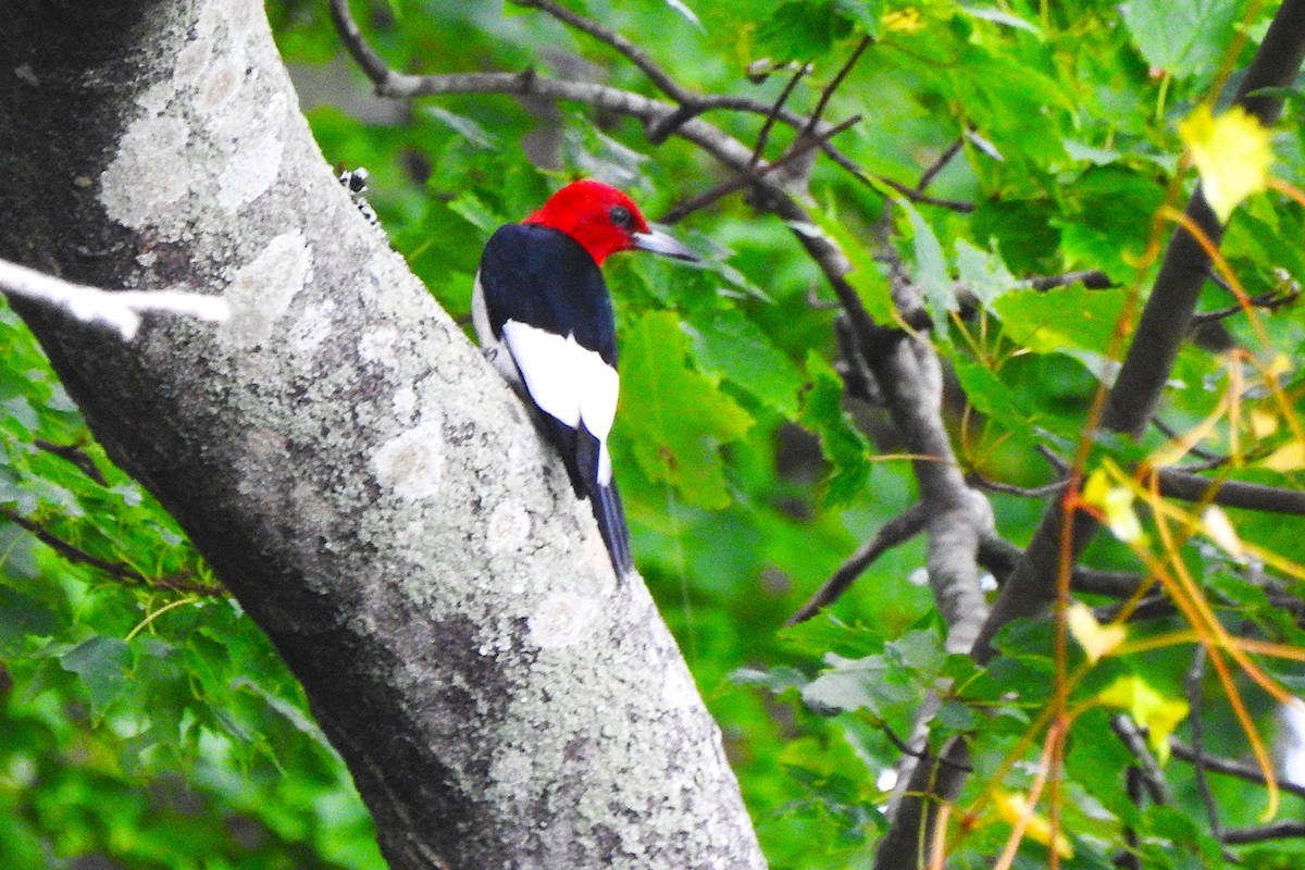Red-headed Woodpecker - ML638359102