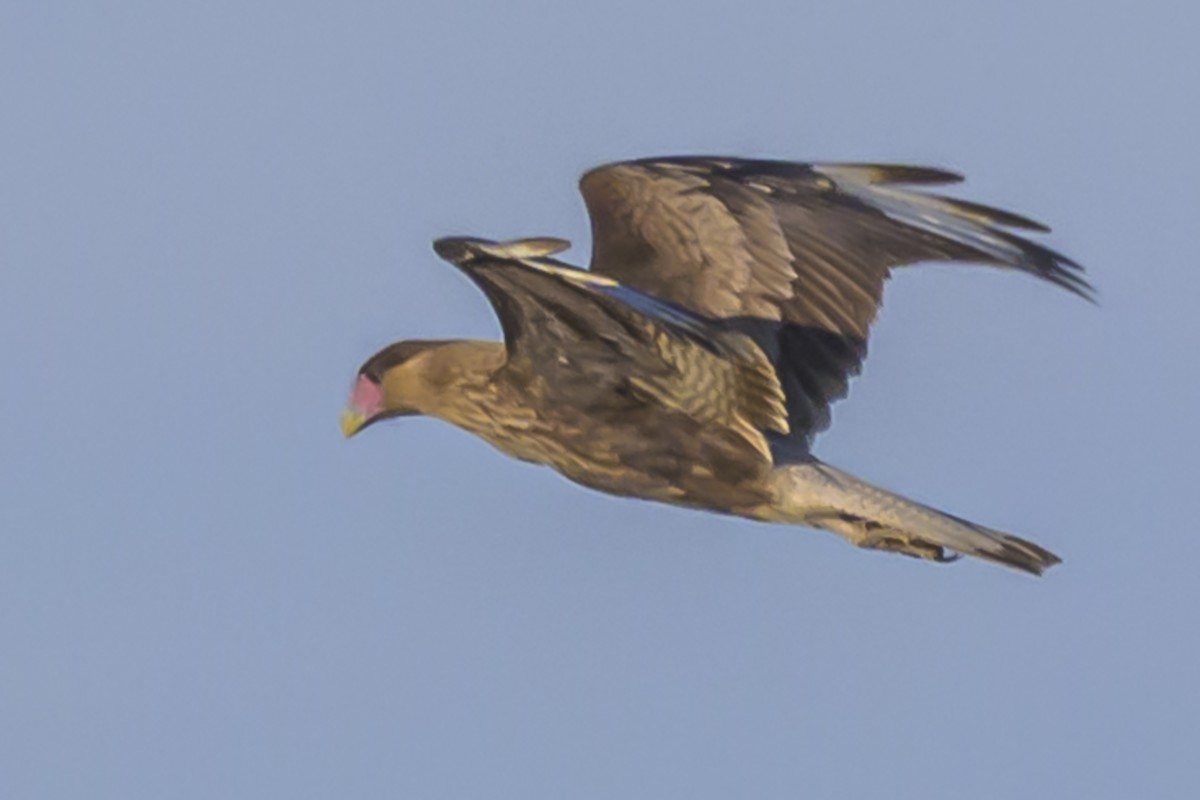 Caracara Carancho - ML638359114