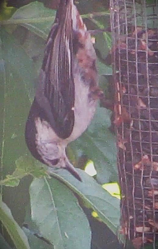 White-breasted Nuthatch - ML638359118