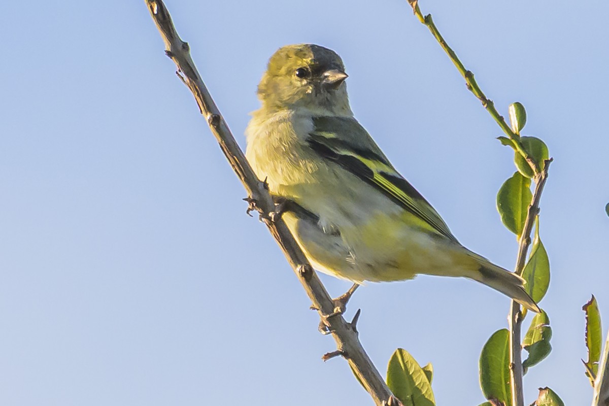Hooded Siskin - ML638359151