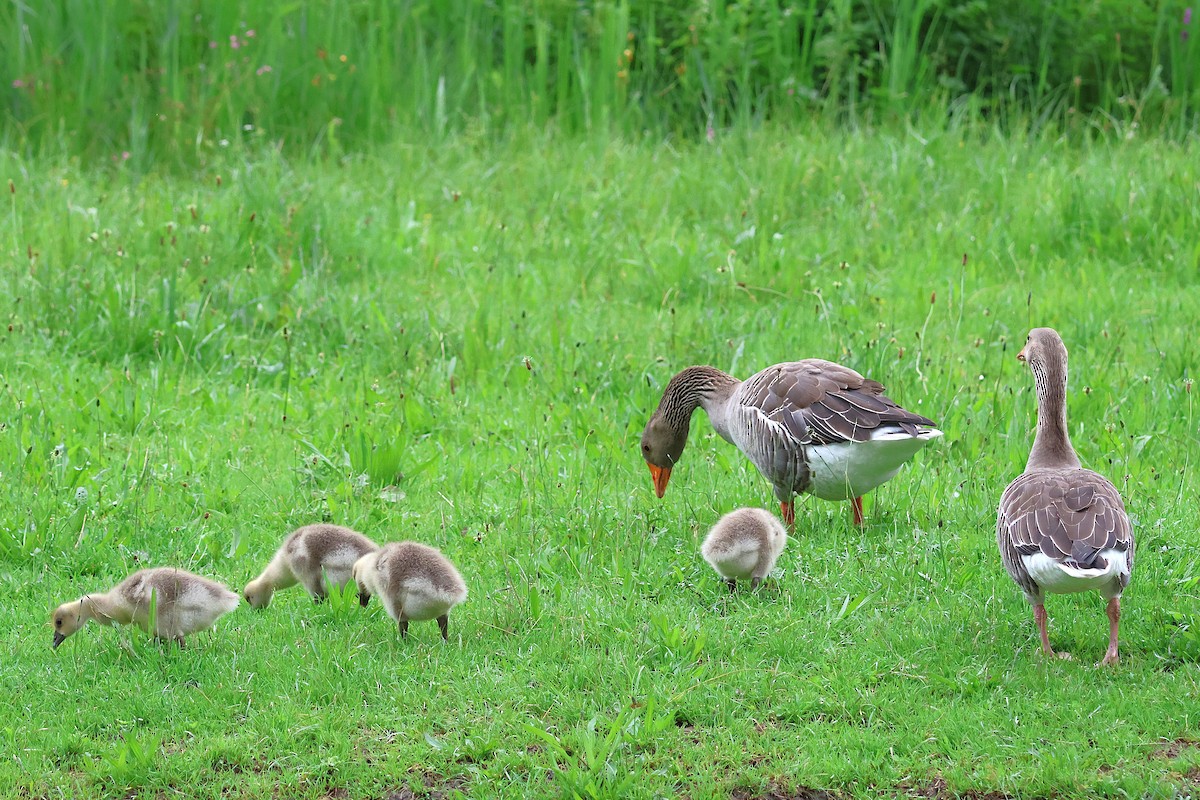 Graylag Goose - ML638359171