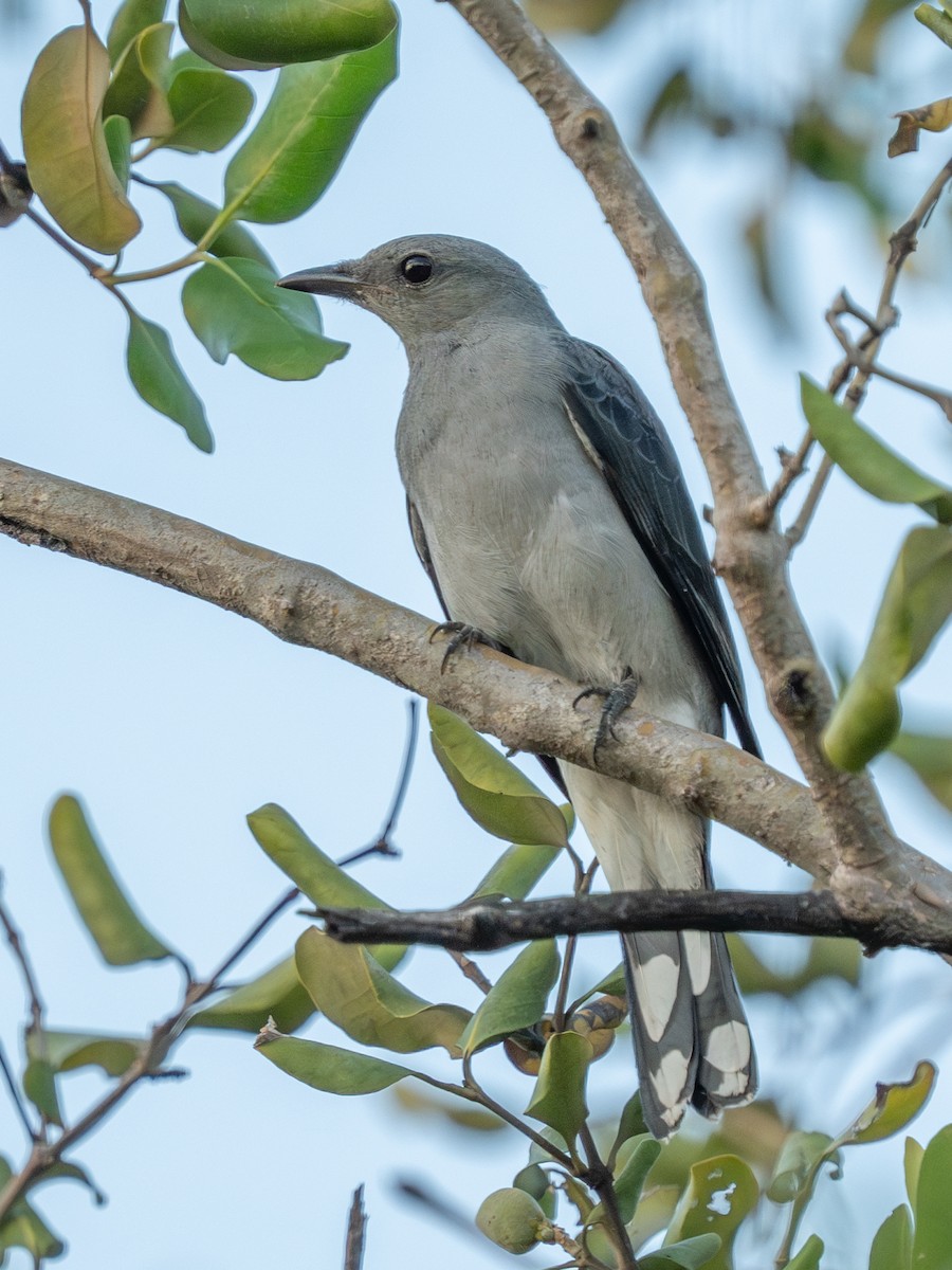 Black-winged Cuckooshrike - ML638359203