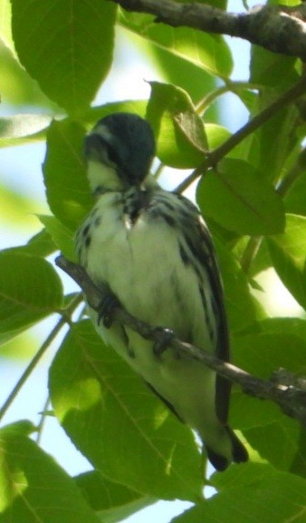 Cerulean Warbler - ML638359218