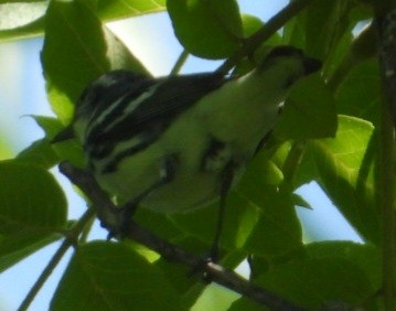 Cerulean Warbler - ML638359219
