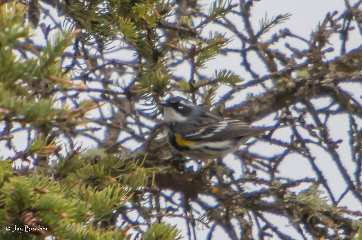 Пісняр-лісовик жовтогузий (підвид coronata) - ML638359222
