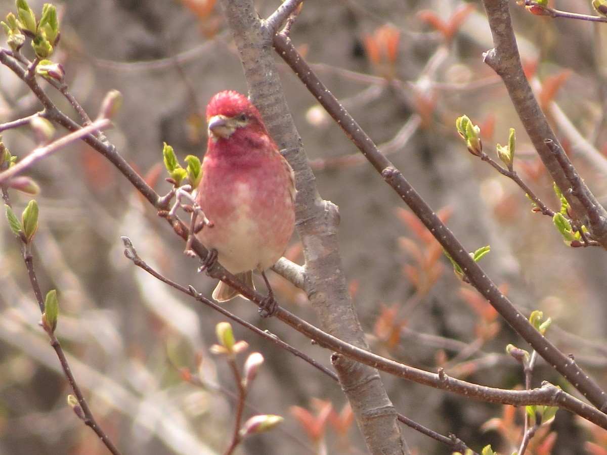 Purple Finch - ML638359227