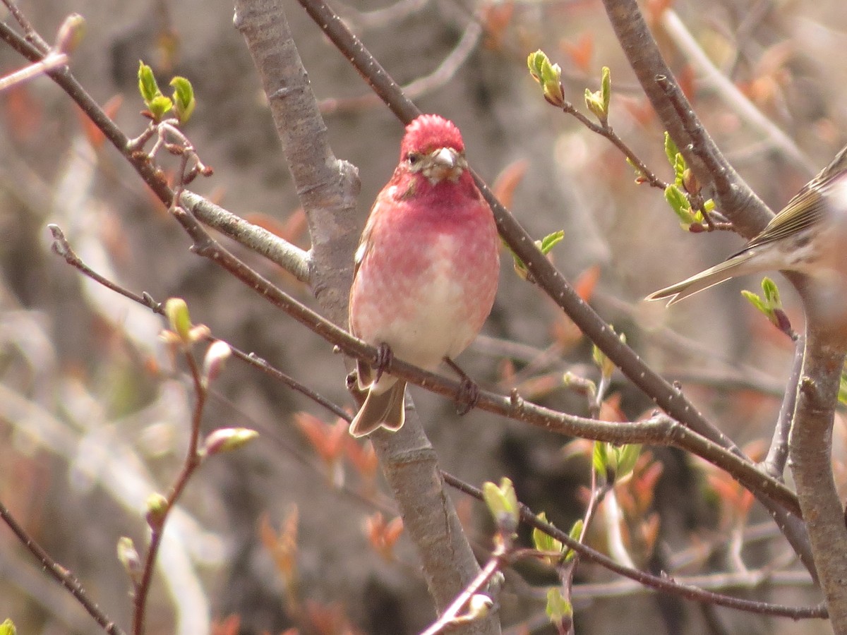 Purple Finch - ML638359228