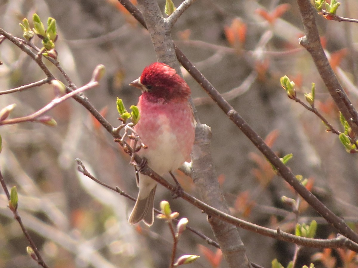 Purple Finch - ML638359230