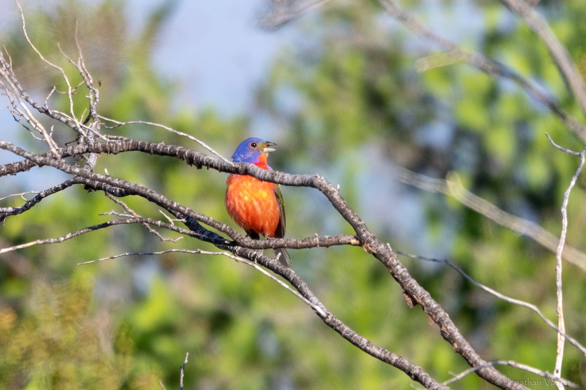 Painted Bunting - ML638359231
