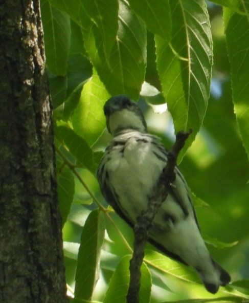 Cerulean Warbler - ML638359235