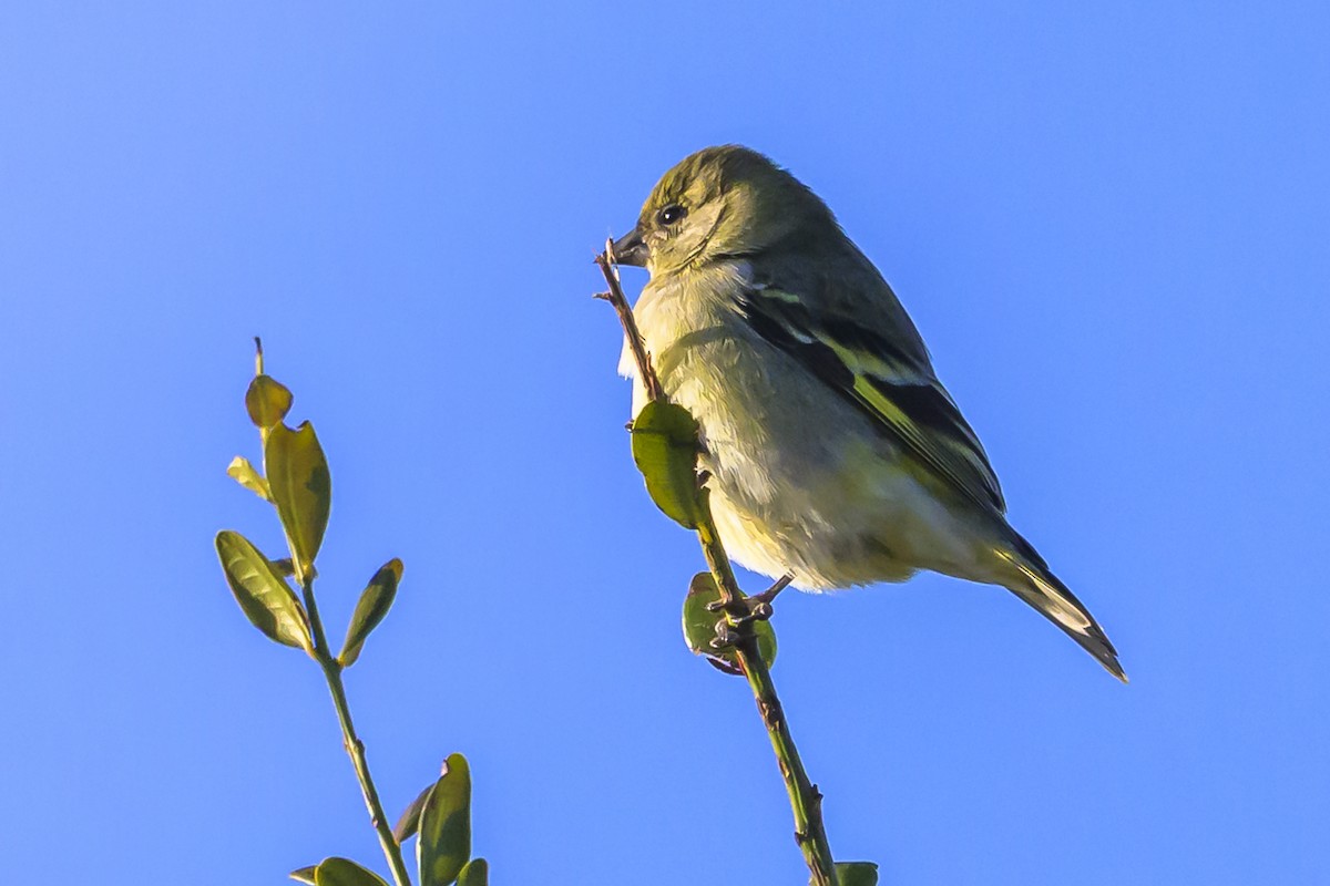 Hooded Siskin - ML638359240