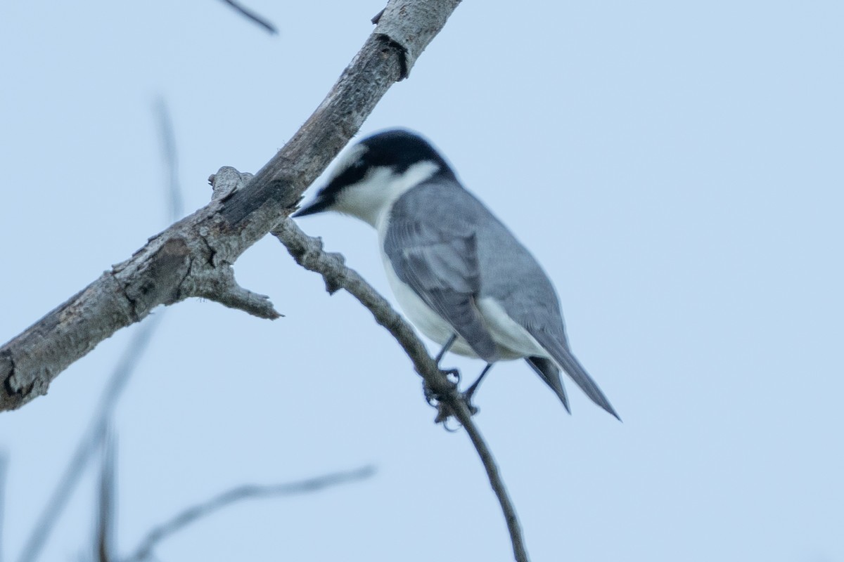 Ashy Minivet - ML638359245