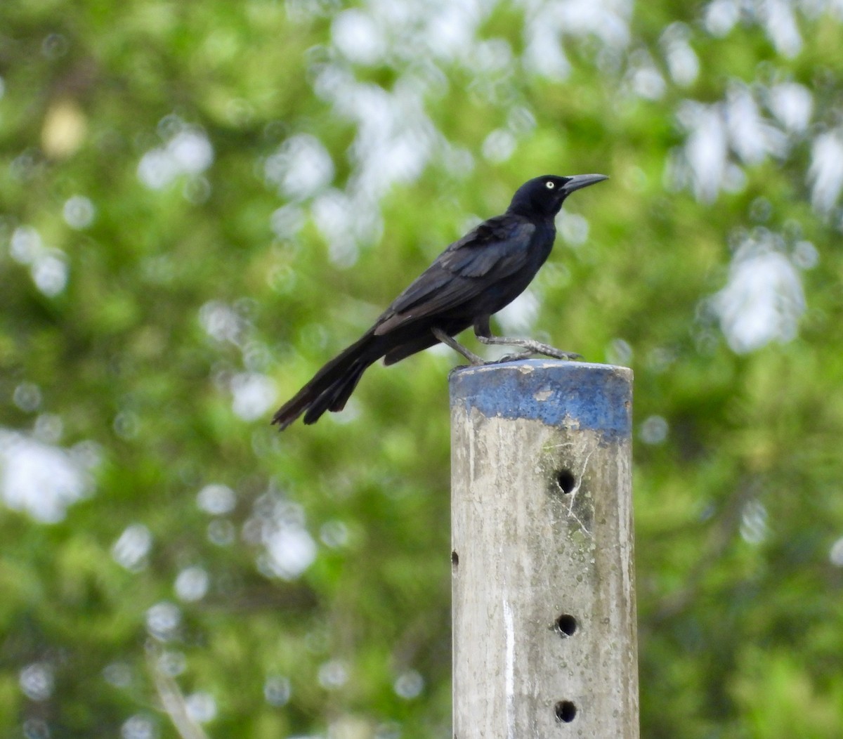 Great-tailed Grackle - ML638359247
