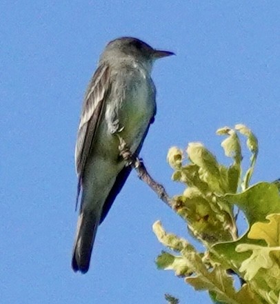 Eastern Wood-Pewee - ML638359279