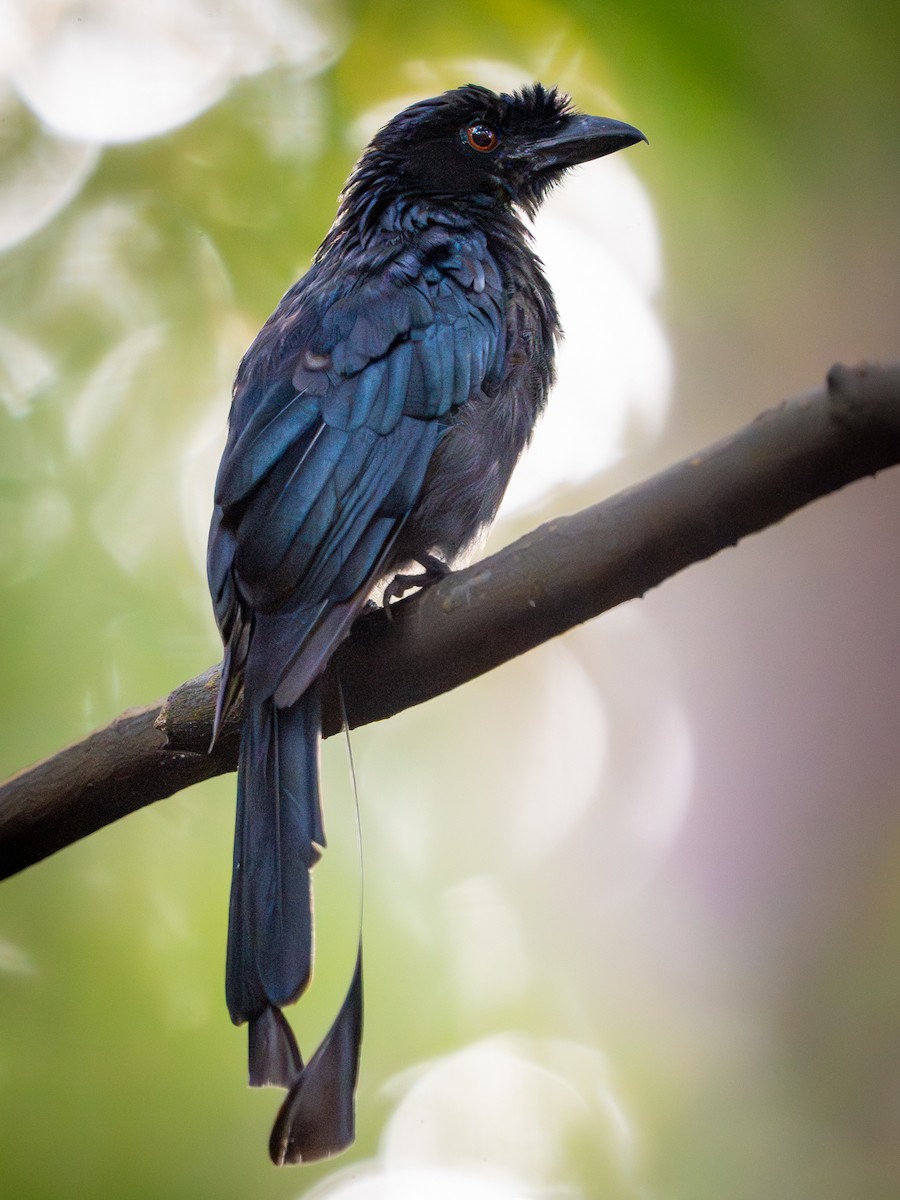 Drongo de Raquetas Grande - ML638359284