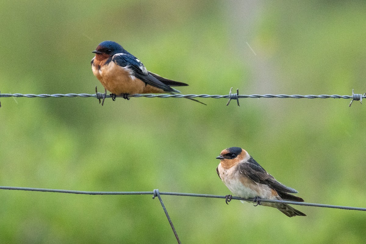 Cave Swallow - ML638359286