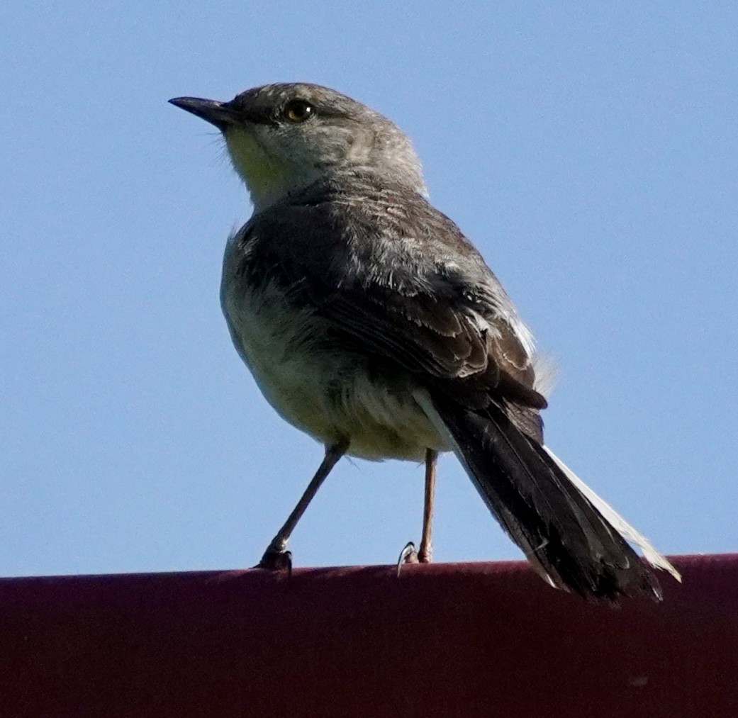 Northern Mockingbird - ML638359290