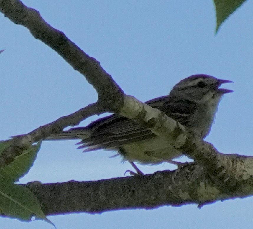 Chipping Sparrow - ML638359298