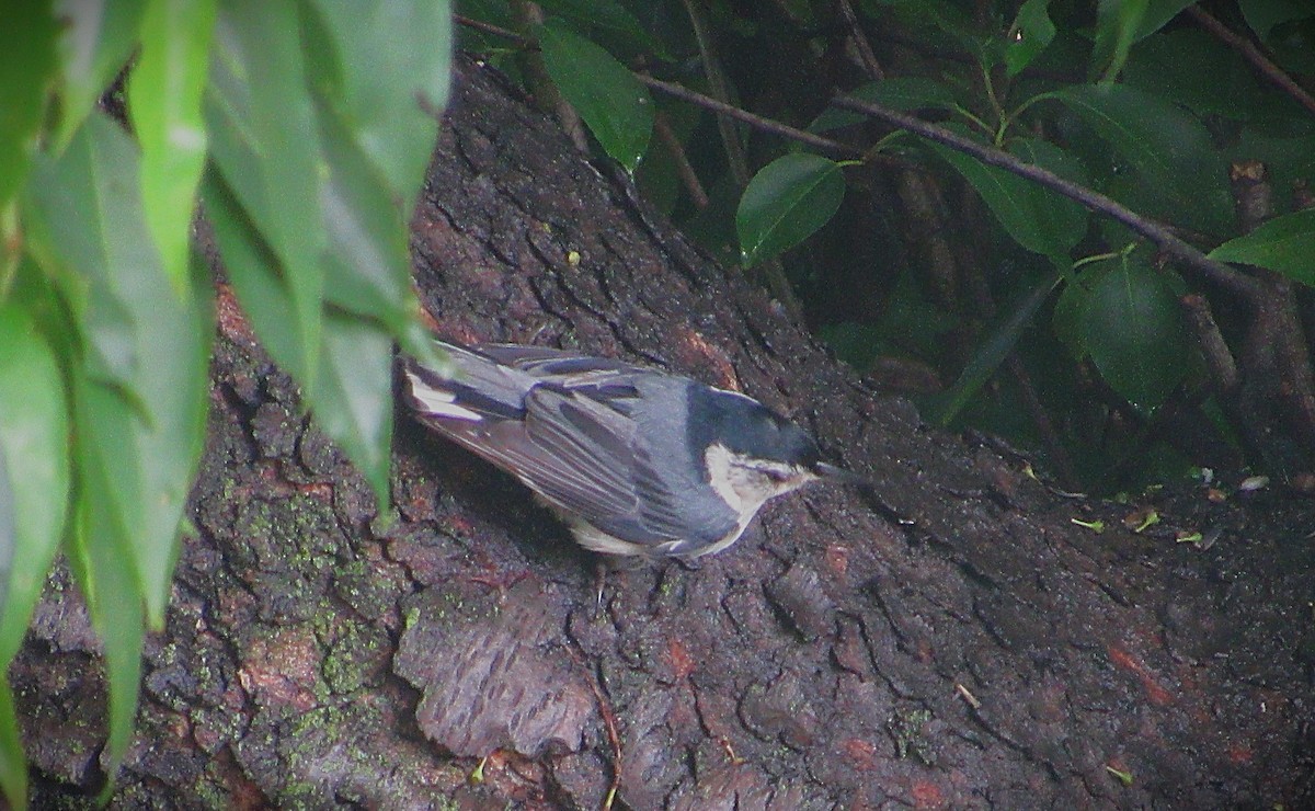 White-breasted Nuthatch - ML638359302
