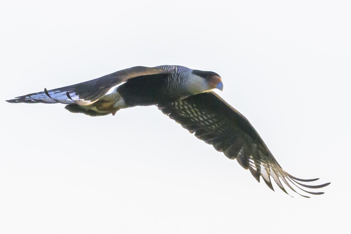 Caracara Carancho - ML638359306
