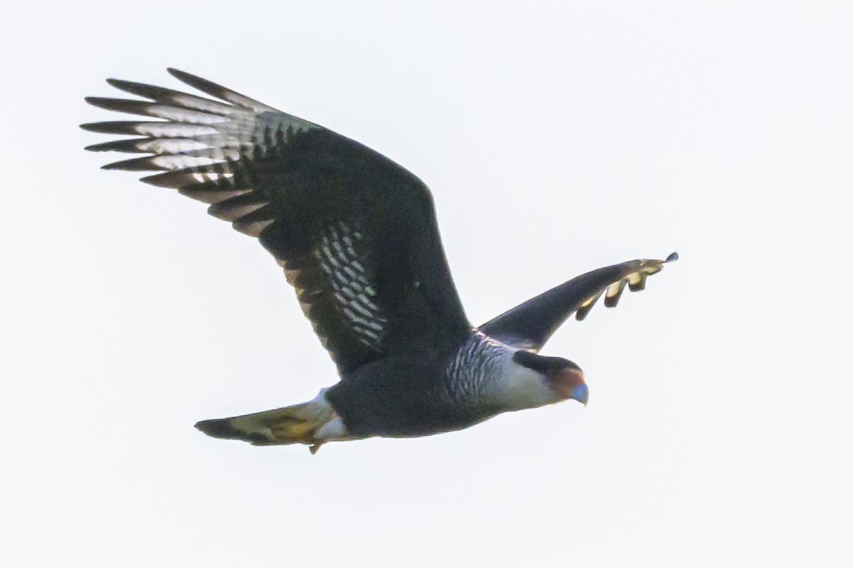 Caracara Carancho - ML638359307