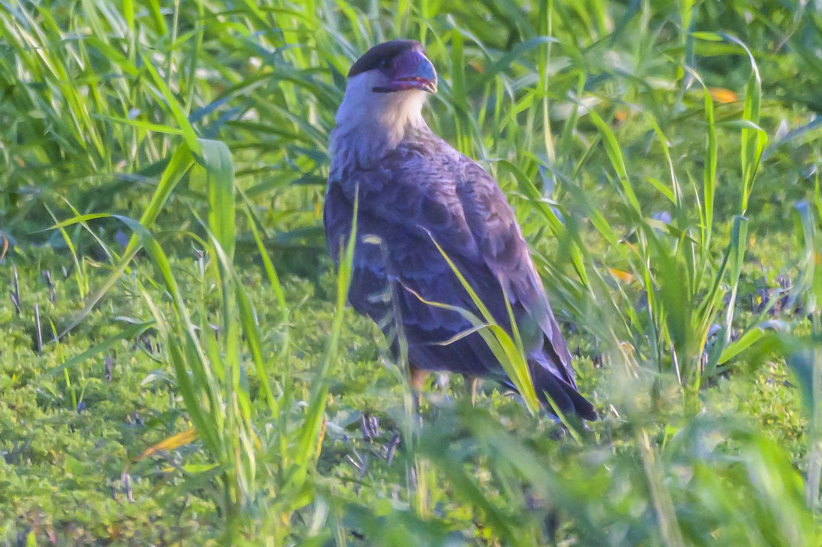 Caracara Carancho - ML638359308