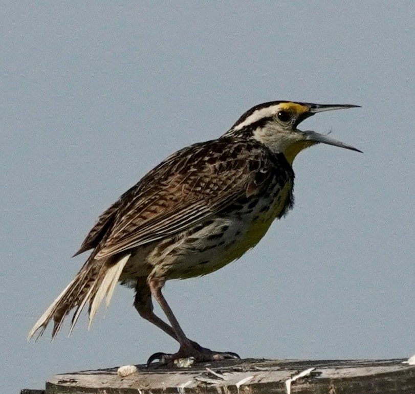 Eastern Meadowlark - ML638359309