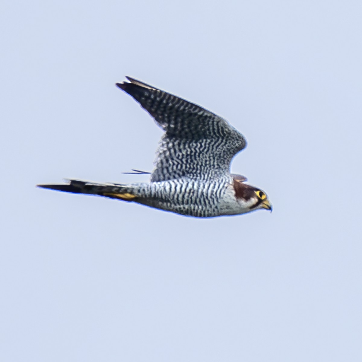 Red-necked Falcon - ML638359313