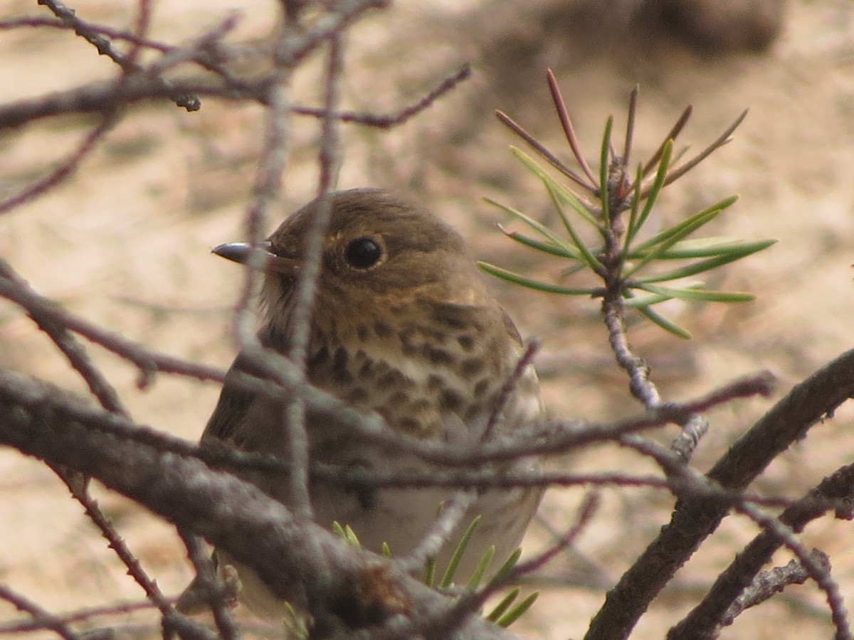 Gray-cheeked Thrush - ML638359339