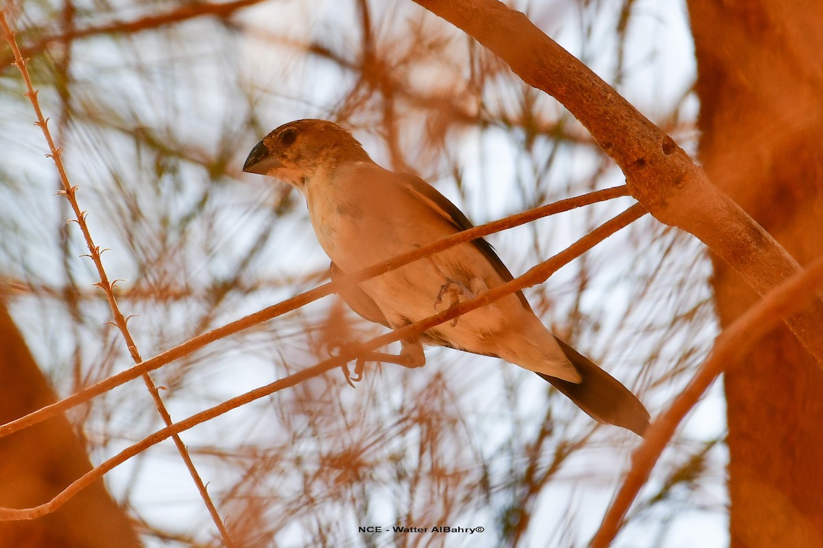 Indian Silverbill - ML638359343