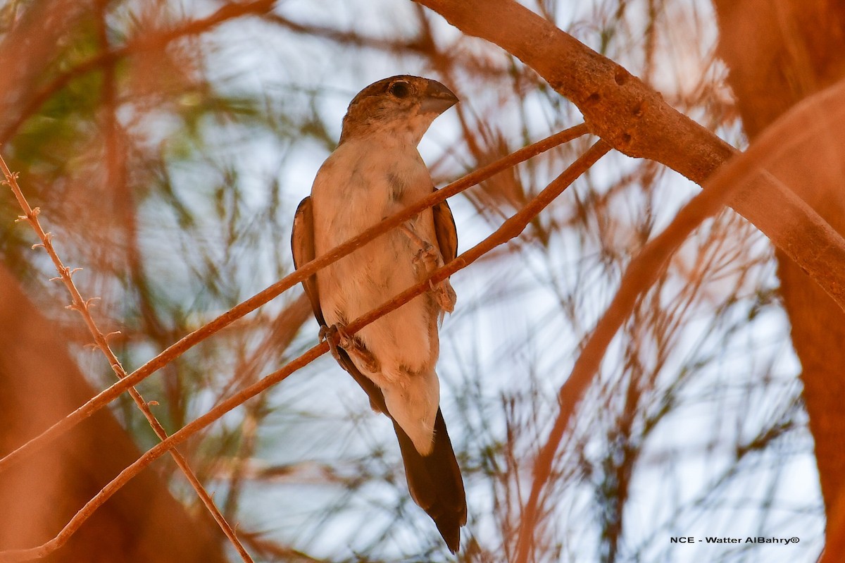 Indian Silverbill - ML638359344