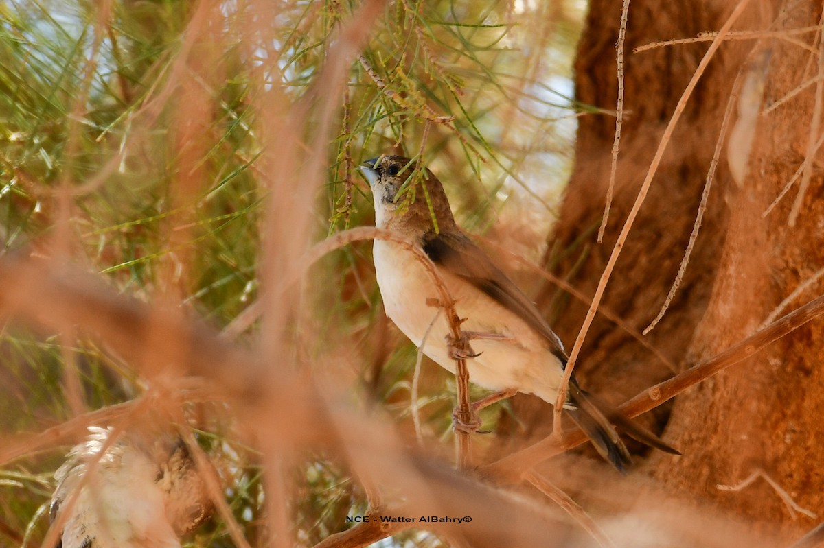 Indian Silverbill - ML638359345