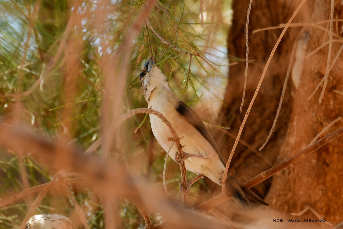 Indian Silverbill - ML638359346