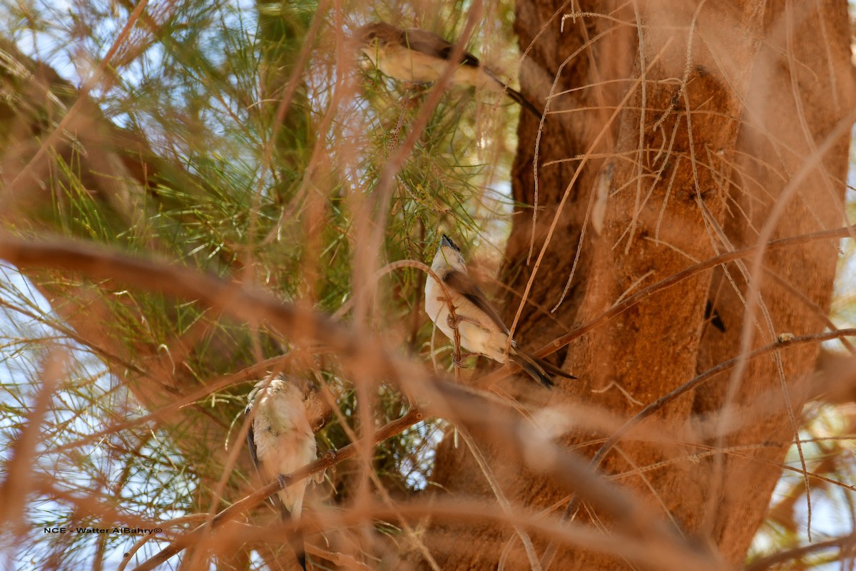 Indian Silverbill - ML638359350