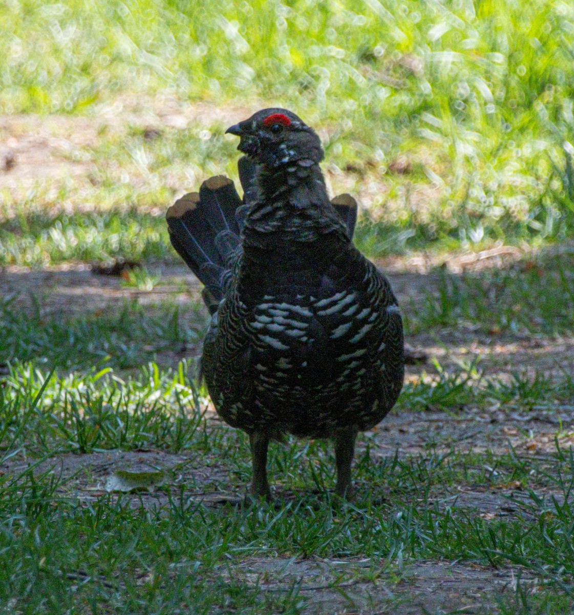Spruce Grouse - ML638359352