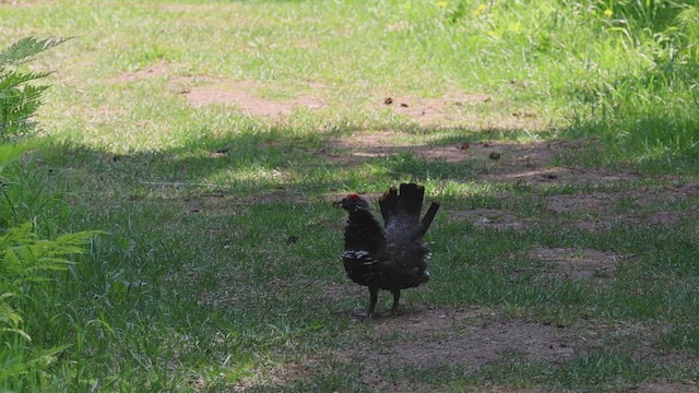 Spruce Grouse - ML638359376