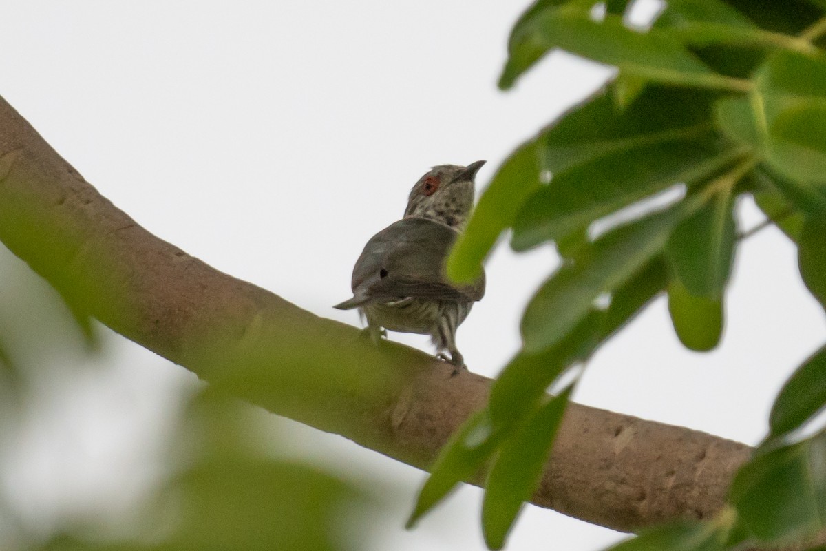 Little Bronze-Cuckoo - ML638359381
